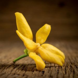 Read more about the article Ylang Ylang – Essential Oil of the Month