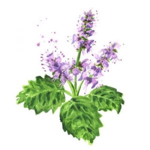 Read more about the article Patchouli – Essential Oil of the Month