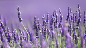 Read more about the article Lavender